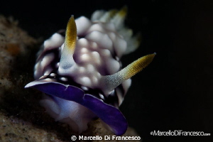 Nudis by Marcello Di Francesco 